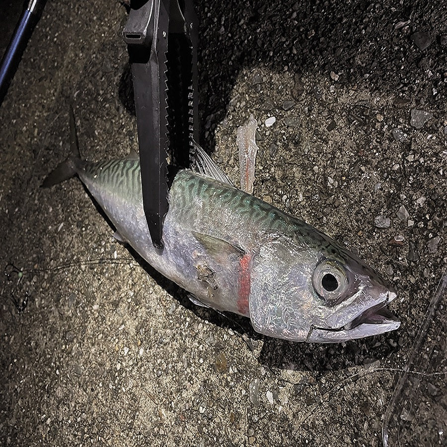 堤防五目ウキ釣りセット【レッド】