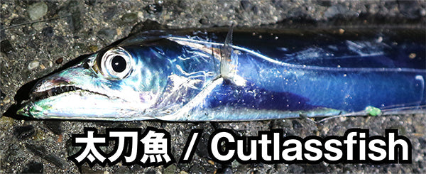 太刀魚 / Cutlassfish