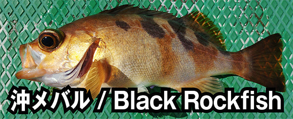 沖メバル / Black Rockfish