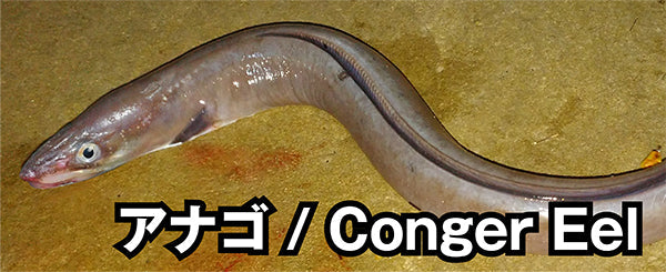 アナゴ / Conger Eel