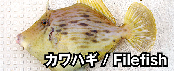 カワハギ / Filefish