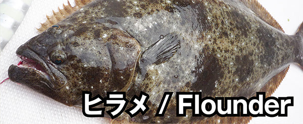 ヒラメ / Flounder