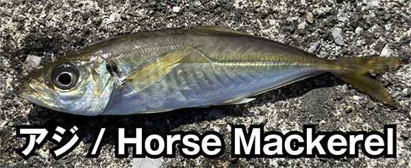 アジ / Horse Mackerel