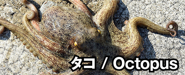 タコ / Octopus