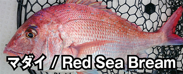 マダイ / Red Sea Bream