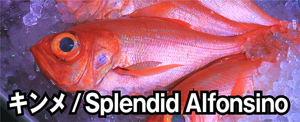 キンメ / Splendid Alfonsino
