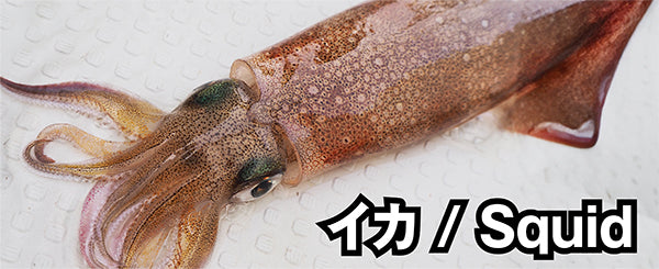 イカ / Squid