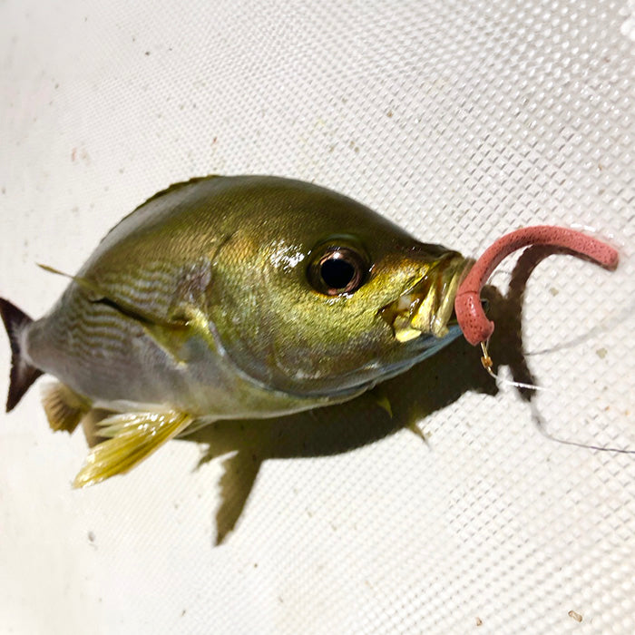 Reala -リアラ-【生分解エサワーム】